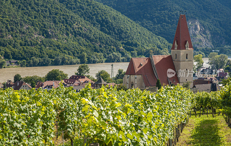 葡萄园和教堂“Weissenkirchen an der Donau”在著名的多瑙河流域-奥地利